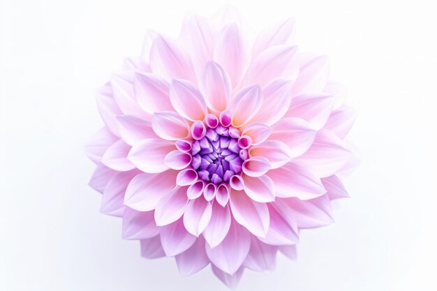 Uma flor rosa com um centro roxo.