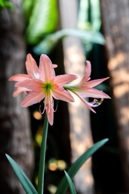 Uma flor rosa com um centro verde e um centro amarelo.