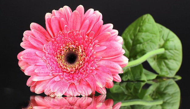 Uma flor rosa com um fundo preto