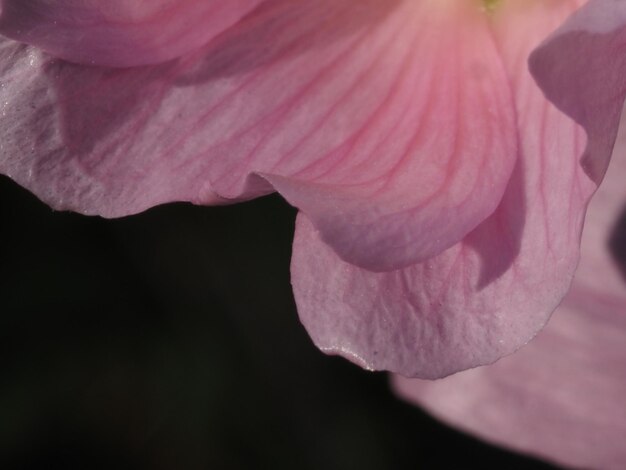 Uma flor rosa com uma gota de água.