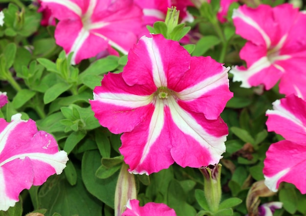 Uma flor rosa e branca com uma faixa amarela está no meio da flor.