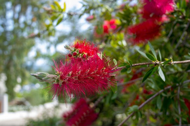 Uma flor rosa em um arbusto