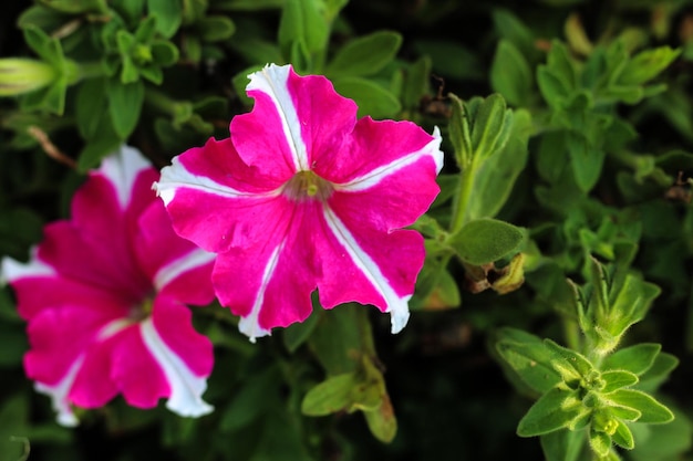 Uma flor rosa em um jardim