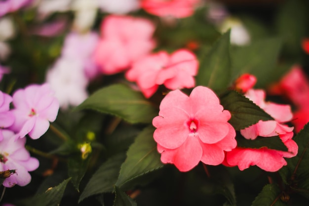 Uma flor rosa em um vaso com um centro rosa.