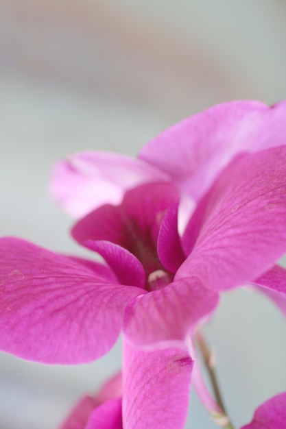 Uma flor rosa em um vaso de vidro