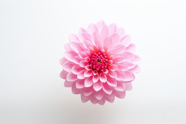 Foto uma flor rosa em um vaso em uma superfície branca