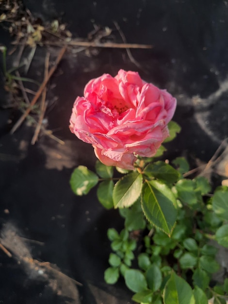 Uma flor rosa está no meio de um solo preto.