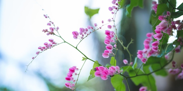 Uma flor rosa no jardim