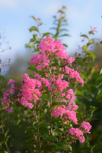 Uma flor rosa no jardim