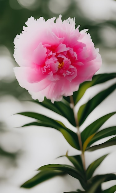 Uma flor rosa no jardim