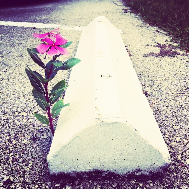Foto uma flor roxa a florescer na estrada