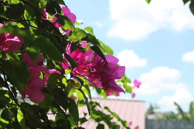 uma flor roxa com a palavra " nela