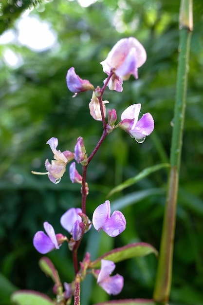 uma flor roxa com a palavra selvagem nela