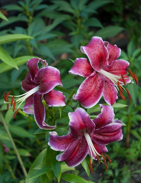 Uma flor roxa com flores vermelhas e folhas verdes