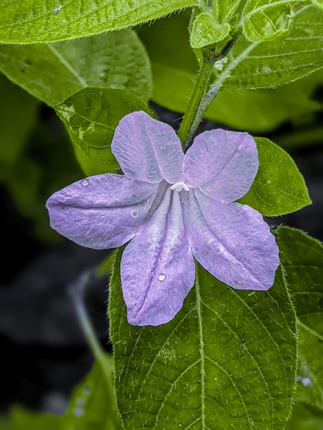 Foto uma flor roxa com pétalas brancas e folhas verdes é mostrada.