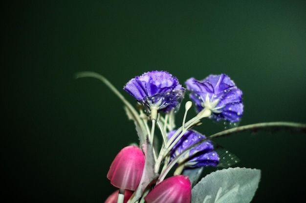 Uma flor roxa com um botão rosa que diz eu te amo