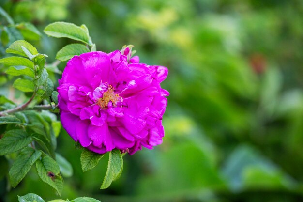 uma flor roxa com um centro amarelo e um fundo verde