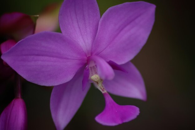 Uma flor roxa com um estame branco