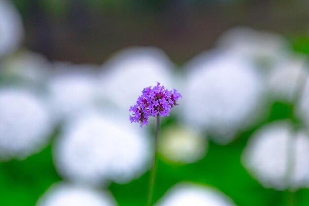 Uma flor roxa com um fundo branco