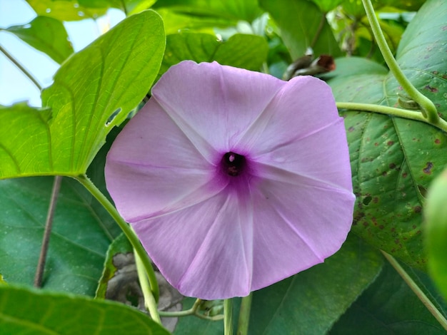 Uma flor roxa com um grande centro roxo é visível em uma folha verde.