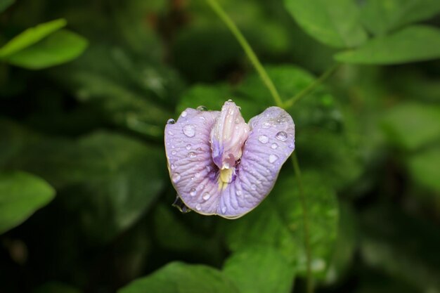Uma flor roxa com uma flor em forma de coração