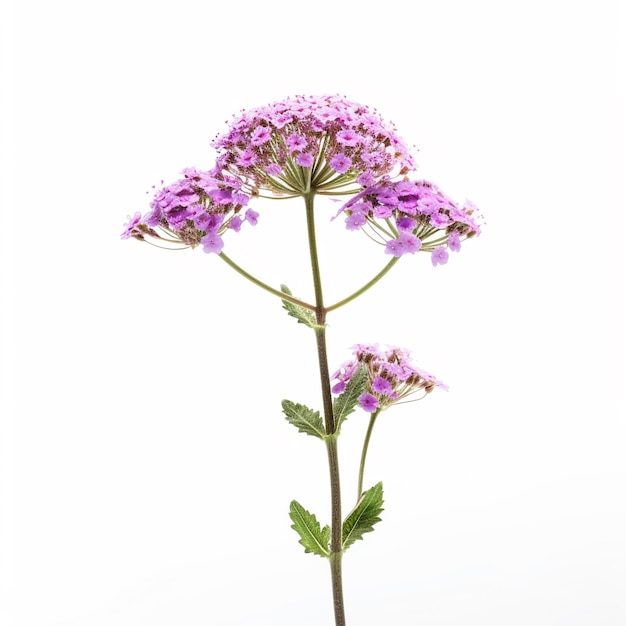 Foto uma flor roxa é mostrada com a palavra 