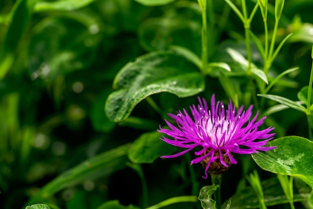 Uma flor selvagem de cor violeta close-up em um fundo verde indistinto
