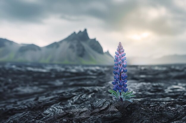 Uma flor solitária de lúpio crescendo na primavera em um campo de lava resfriado com montanhas distantes simbolizando