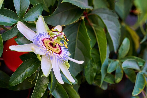 Uma flor tropical branca grande e abstrata na folhagem verde fechada