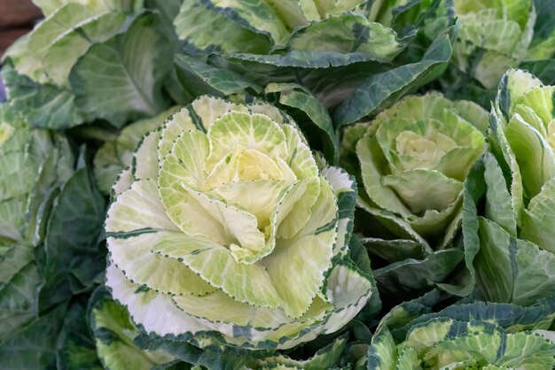 Uma flor verde sob a forma de uma cabeça de repolho.