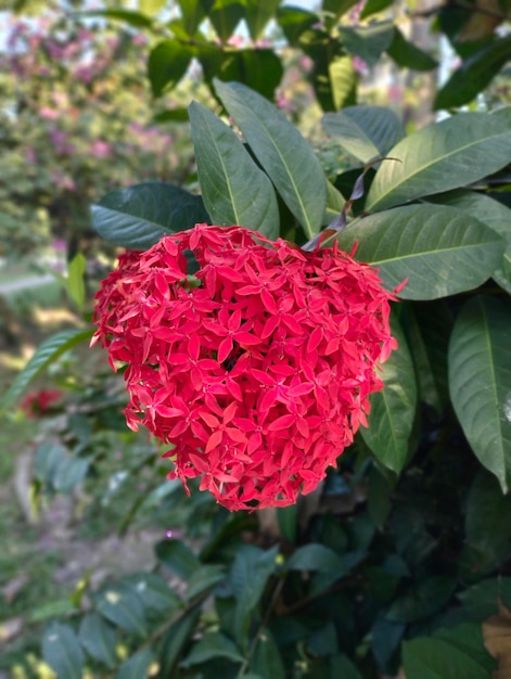 Foto uma flor vermelha com a palavra pom nela