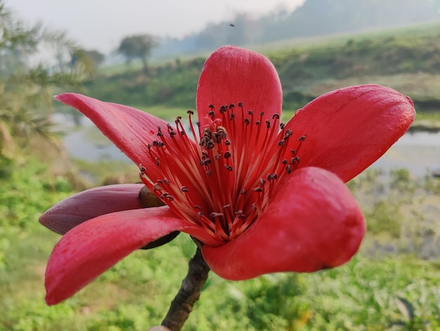 Uma flor vermelha com a palavra romã nela