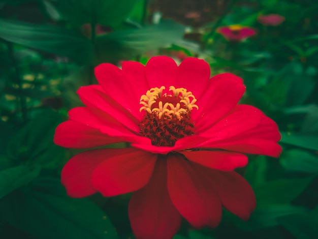 Uma flor vermelha com centro amarelo e fundo verde.