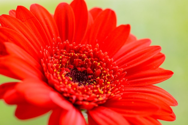 Uma flor vermelha com centro amarelo