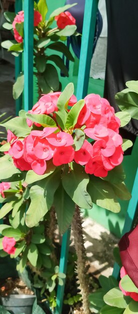 uma flor vermelha com folhas verdes e flores vermelhas