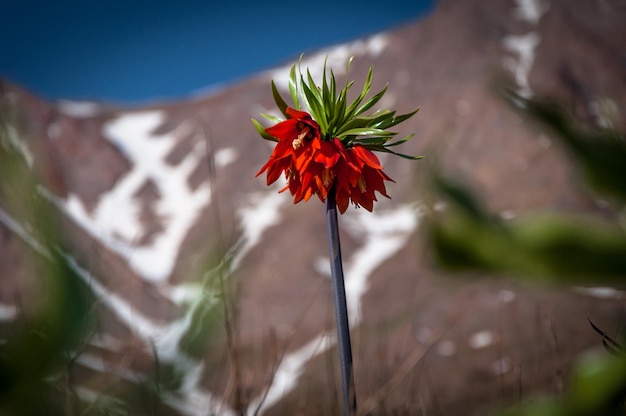 Foto uma flor vermelha com folhas verdes está parada na frente de uma montanha.