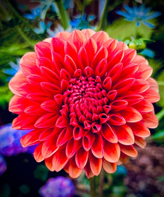 Uma flor vermelha com fundo verde e centro vermelho.