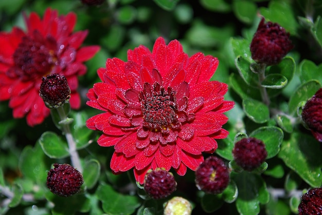 Foto uma flor vermelha com um centro amarelo é cercada por folhas verdes.