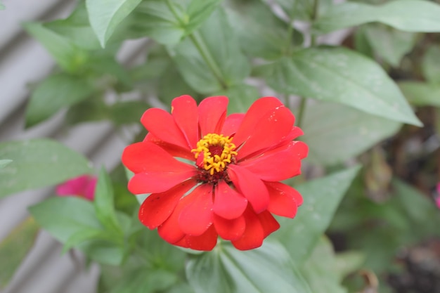 Uma flor vermelha com um centro amarelo está florescendo.