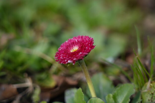 Foto uma flor vermelha com uma mancha amarela no centro