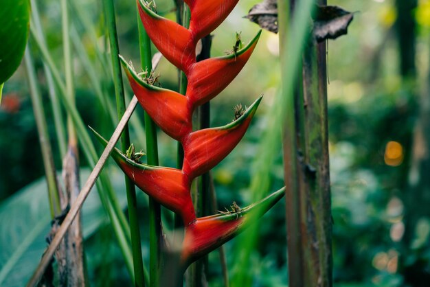 Uma flor vermelha de helicônia em uma floresta no México