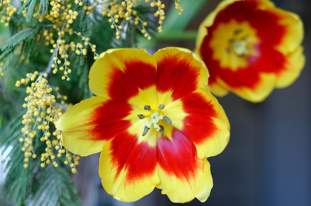 Uma flor vermelha e amarela com um centro amarelo e um centro vermelho.