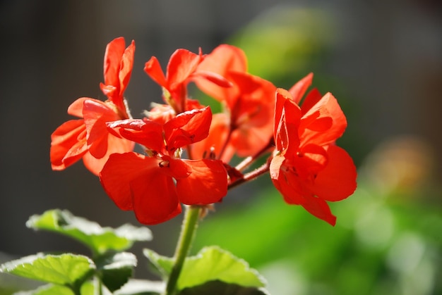 Foto uma flor vermelha em um fundo verde borrado