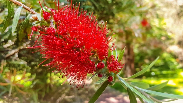 Uma flor vermelha florescendo em um callistemon chorando ou arbustos de garrafa vermelha no início da primavera em uma área de parque