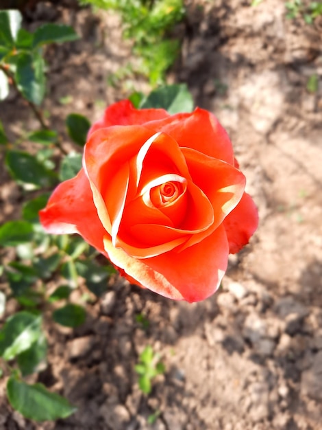 Uma flor vermelha no jardim