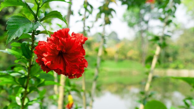 Uma flor vermelha no jardim