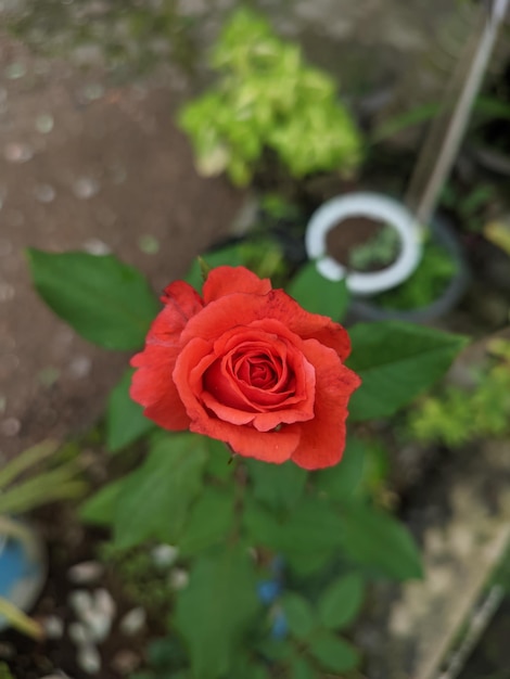 Uma flor vermelha no jardim