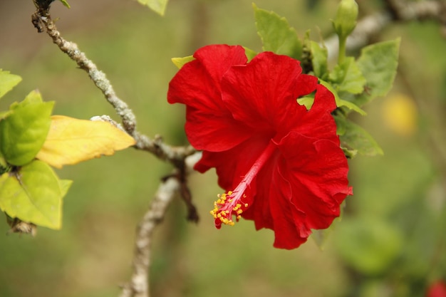 Uma flor vermelha no templo da família real em Bali Indonésia