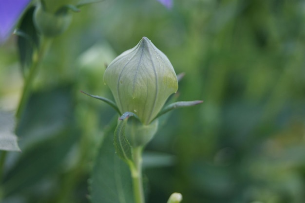 Uma flor