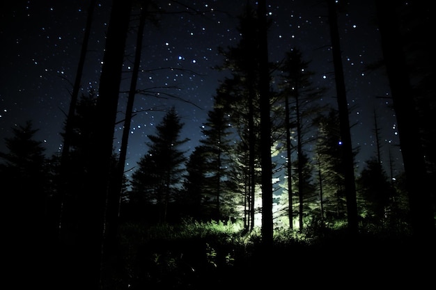 uma floresta à noite com árvores iluminadas pela luz da lua